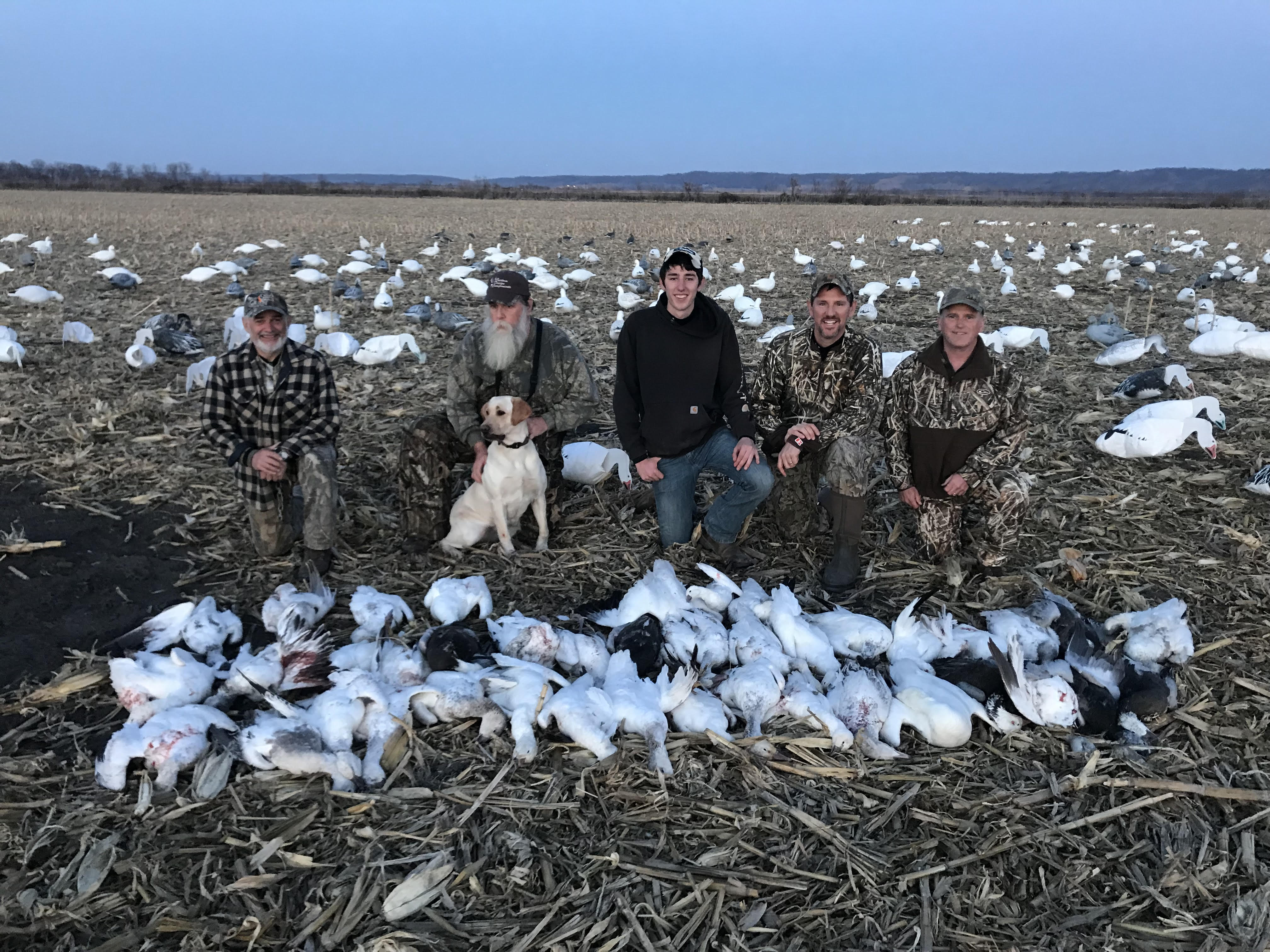 Guided Spring Snow Goose hunts - 855-473-2875